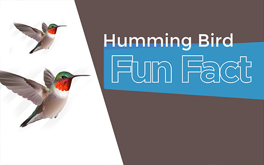 Supermarket Digital Signage Network : ChimeIn TV Example Humming Bird