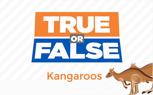 Supermarket Digital Signage Network : ChimeIn TV Example Kangaroos